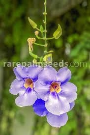 Image result for Thunbergia reticulata