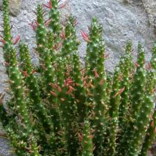 Image result for Austrocylindropuntia subulata