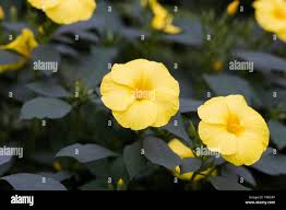 Image result for Reinwardtia indica