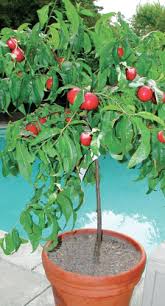 Patio fruit trees make it possible to grow delicious fruits even in the smallest of spaces. Ultra Dwarf Patio Fruit Trees