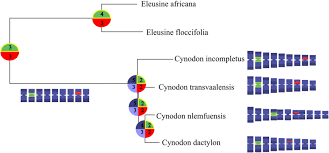 Image result for Cynodon incompletus
