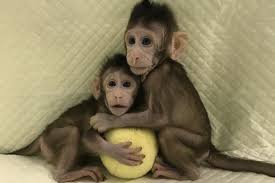 What was your favorite part of my video today? Don T Be Fooled By The Cute Photos Of The Cloned Monkeys They Will Live A Life Of Pain The Independent The Independent