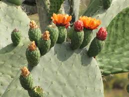 Image result for Opuntia