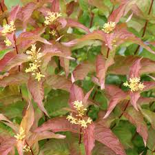 Dwarf bush honeysuckle is a great shrub for those difficult dry, shaded areas. Kodiak Orange Diervilla Spring Meadow Wholesale Liners Spring Meadow Nursery