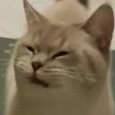 Strip Search Jungkook 18 Cute Cat Memes Funny Animals Cute Memes