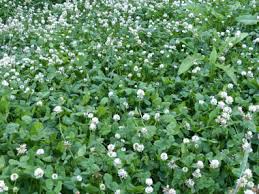 Check spelling or type a new query. White Clover Pictures Flowers Leaves Identification Trifolium Repens