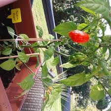 Developed by south carolina breeder ed currie, the pepper is red and gnarled, with a bumpy texture and small pointed tail. Growing The Carolina Reaper 5 Steps Instructables
