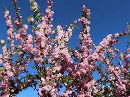 Image result for mandloň trojlaločná