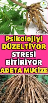 bu otun mucizeleri sifalari saymakla bitmiyor psikolojiye strese uykusuzluga cok iyi geliyor stres saglikli yasam tarzi saglik
