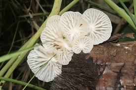 Image result for Marasmius sp.