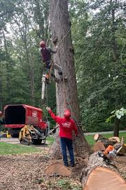 Tree Removal | Unlimbited Tree Service, Inc.