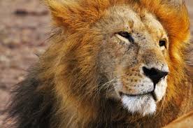 Six lodges will offer an overnight experiences surrounded by elephants whilst two more lodges will offer an overnight experience with the park's. West Midlands Safari Stay Package The Westmead Hotel Birmingham
