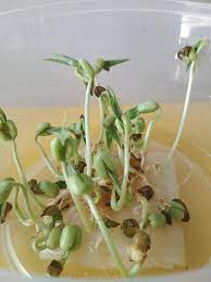 Analisa data pada hari pertama, biji kacang hijau mulai tumbuh, tinggi di tempat gelap 0,5 cm sedangkan di tempatterang 0,3 cm. Percambahan Tadika Pintar Al Quran Muip Batu 3 Kuantan ÙÙŠØ³Ø¨ÙˆÙƒ