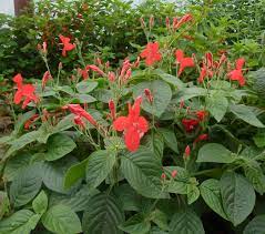 Ruellia Elegans Elegant Ruellia Flower Garden Perennial Plants Growing Flowers
