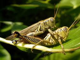 Term that refers to one who is a novice, a greenhorn, a student/disciple, a subordinate, or just simply ignorant. File Grasshopper At Mgsp Jpg Wikimedia Commons