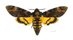 In the british isles and other cooler northern parts of its european range this magnificent insect is a scarce but annual migrant from southern europe and africa. Acherontia Atropos Wikipedia