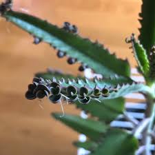 Image result for Bryophyllum tubiflorum