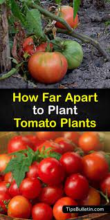 Maybe you would like to learn more about one of these? How Far Apart To Plant Tomato Plants