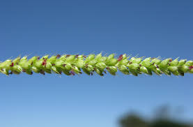 Image result for Setaria parviflora