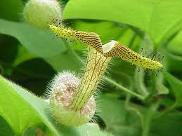 Image result for Aristolochia zenkeri