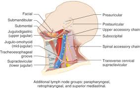 Triangle between sternocleidomastoid muscle, trapezius muscle, and the clavicle. Cervical Lymph Nodes Ento Key