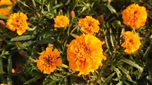 Image result for Tagetes erecta