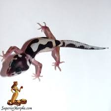 Leopard gecko breeding and reproduction. Adorable Leopard Geckos Page 129