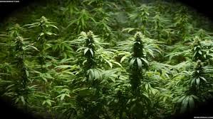 We've gathered more than 5 million images uploaded by our users and sorted them by the most popular ones. Weed Wallpapers Hd Desktop And Mobile Backgrounds
