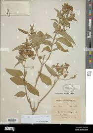 Image result for Hoslundia