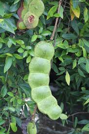 Image result for Entada stuhlmannii