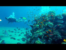 Fringing reef a fringing reef, also called a shore reef, 33 is directly attached to a shore, 34 or borders it with an intervening narrow, shallow channel or lagoon. Scuba Snorkeling Eilat Destimap Destinations On Map