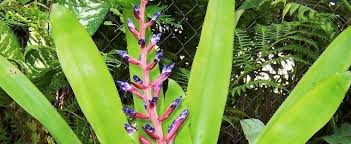 At the top are blue and white flowers that contrast against the red stems. Aechmea Bromeliad Urn Plant Aechmea Blue Tango