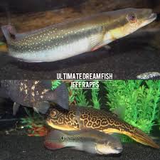 Image result for Cyphia richardsiae