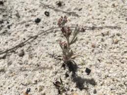 Image result for Vellereophyton dealbatum