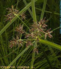 Image result for Cyperus longus