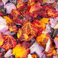 Early Explorers: Changing Leaves event image