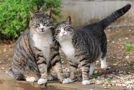 ‪Don't be so fast to judge a cat by its color, study warns - Berkeley News‬‏