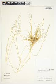 Image result for Schmidtia pappophoroides