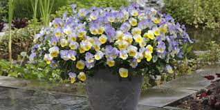 These pots can be heavy. 10 Container Gardening Ideas Best Plants For Containers