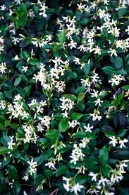 Check spelling or type a new query. Star Jasmine Mosarte