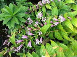 Image result for Gentiana asclepiadea alba