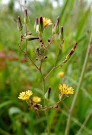 Image result for Youngia japonica