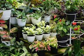 This way your eye can travel from the lowest to the tallest. 7 Materials Used For Plant Containers