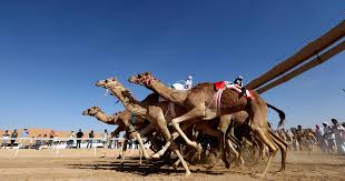 Please let us know as comment, if the answer is not correct! Camel Racing In The Uae Cbs News