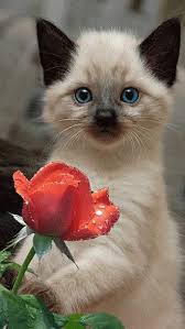 Red Rose For Me Thanks Cute Cats Pretty Cats Cute Cats And Kittens