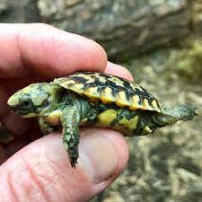 Small Tortoise For Sale Baby Tiny Tortoise For Sale Small Pet Tortoises For Sale