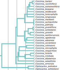 Image result for Coccinia subsessiliflora