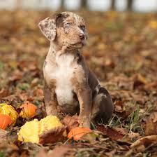 The louisiana catahoula leopard dog, also known as catahoula leopard dog, catahoula hog dog, catahoula cur, louisiana catahoula cur, leopard dog, is an american breed used in hunting wild boars in the past. Catahoula Leopard Dog Charakter Wesen Erziehung Haltung Hunde Fan De