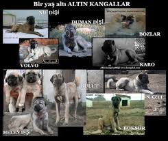 Sivas Kangal Kangal Kopegi Kopek Volvo