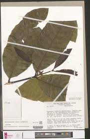 Image result for Tabernaemontana brachyantha